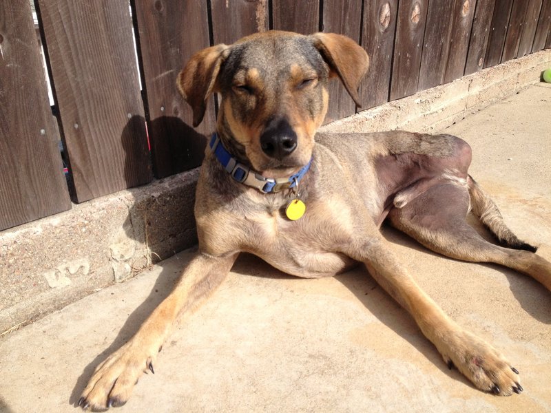 Jackson sunbathing peacefully