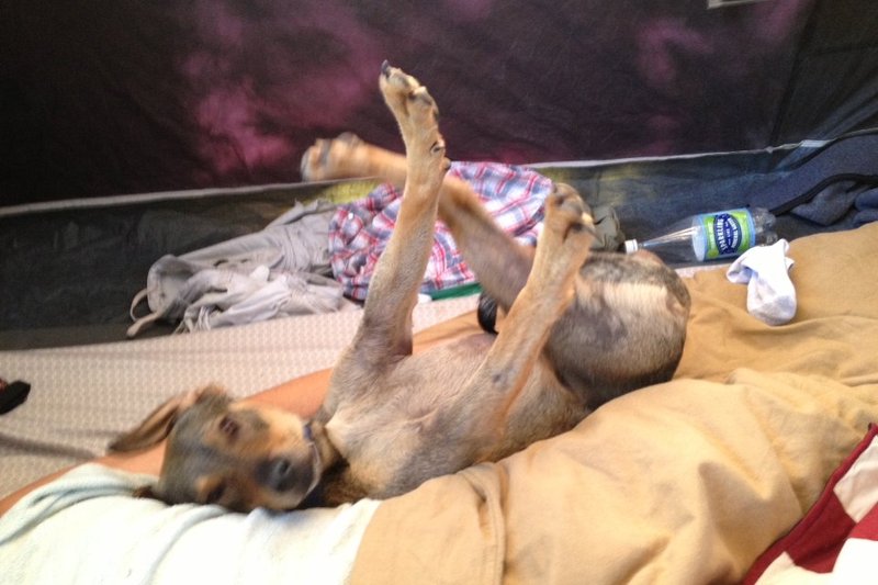 Jackson stretching his three legs in a tent